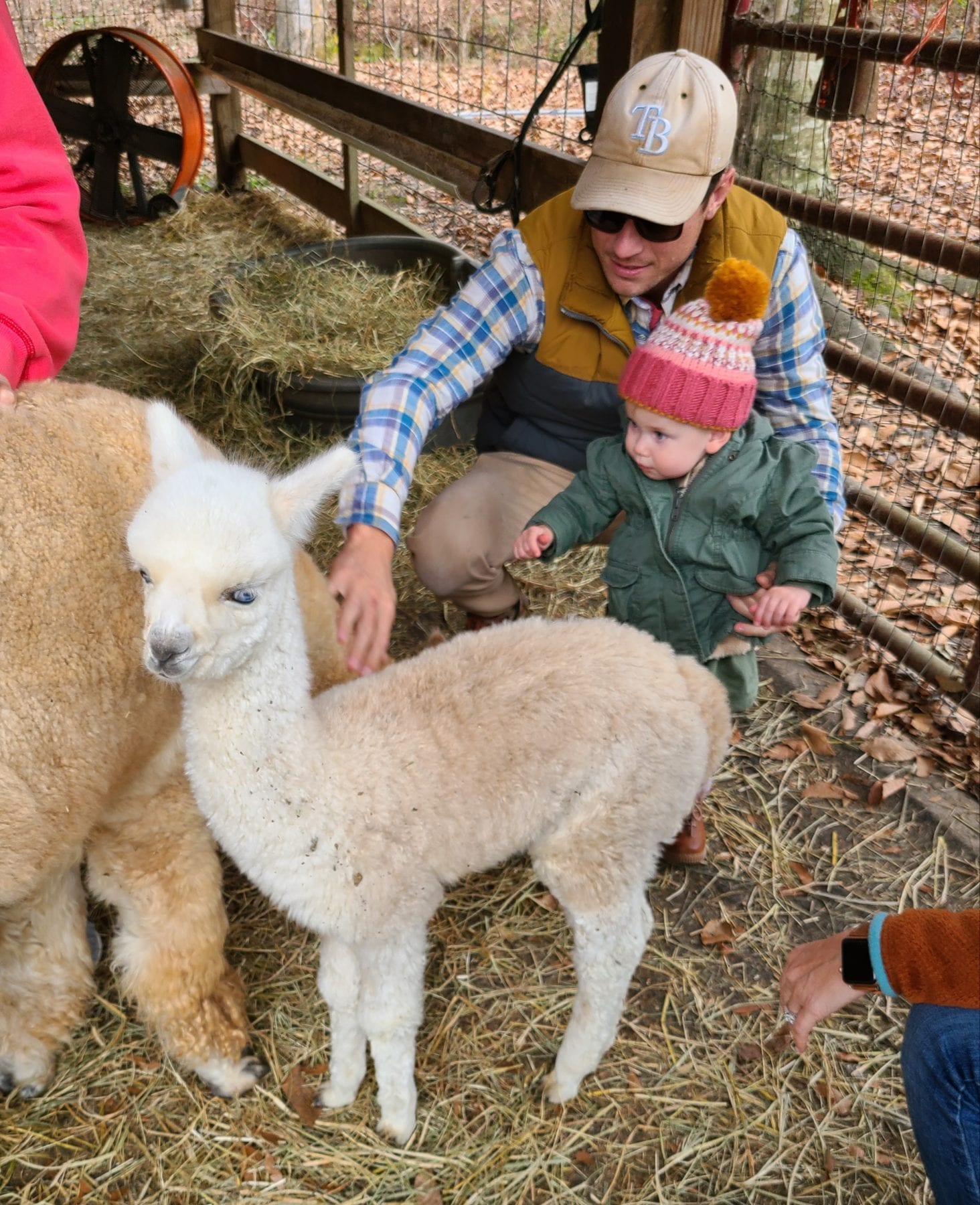 The newest baby on the lasso the moon alpaca farm. He is one month old.