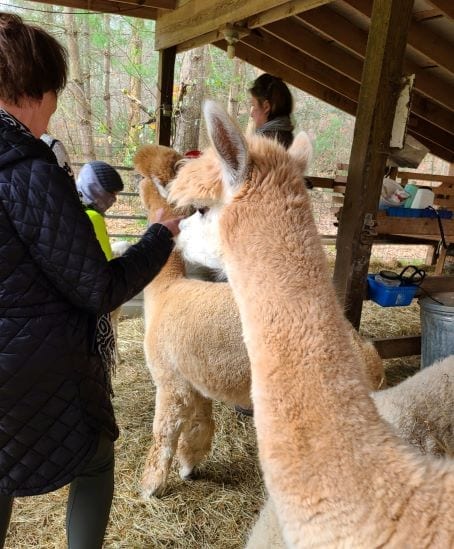 Lasso the Moon Alpaca Farm