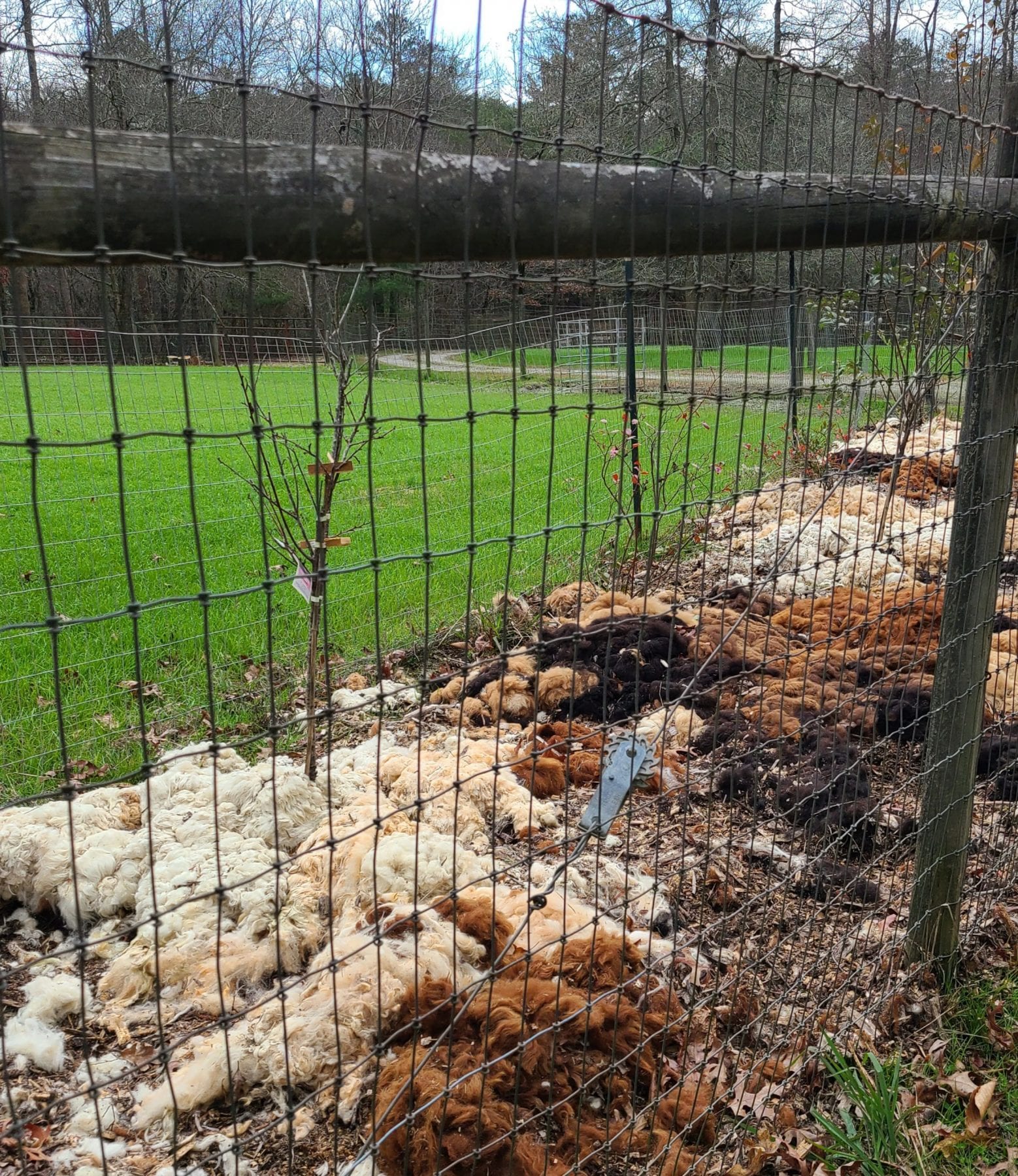 Alpaca fur being used as mulch.